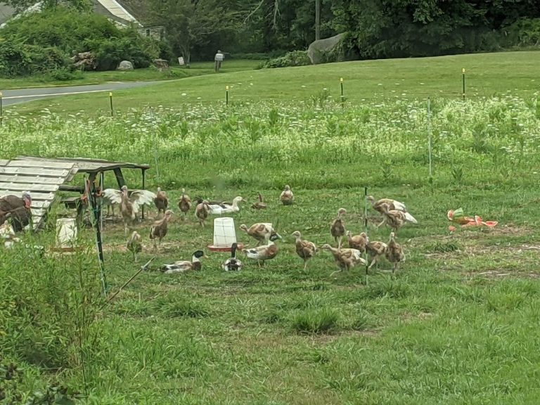 chocolate heritage turkey poults