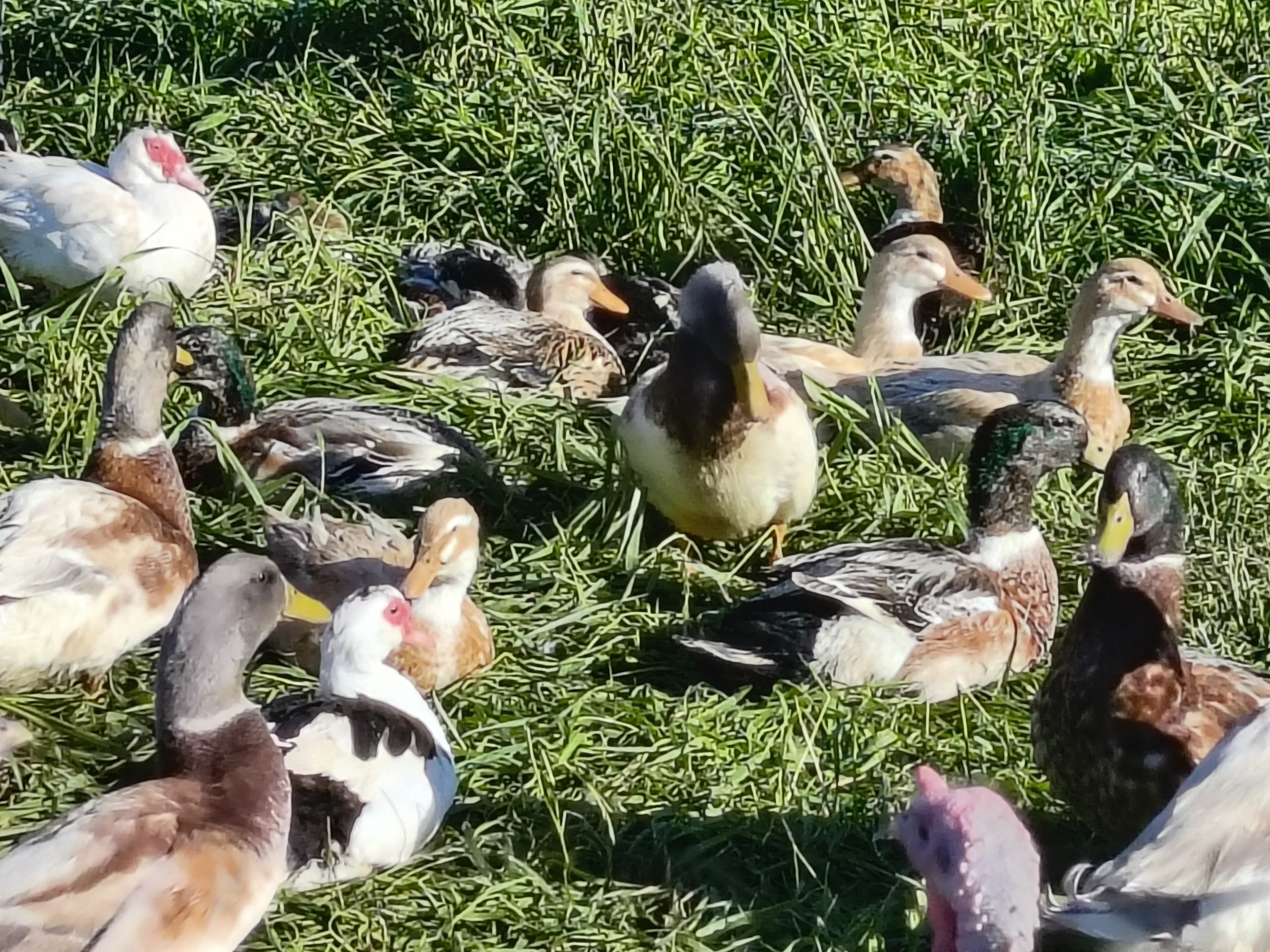 Heritage Pasture Raised Duck Deposit (Saxony, Silver Appleyard, Muscovy)
