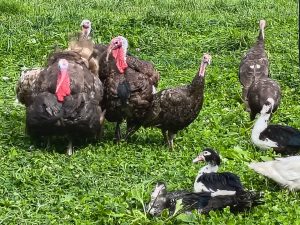Turkey Heritage Pasture Raised