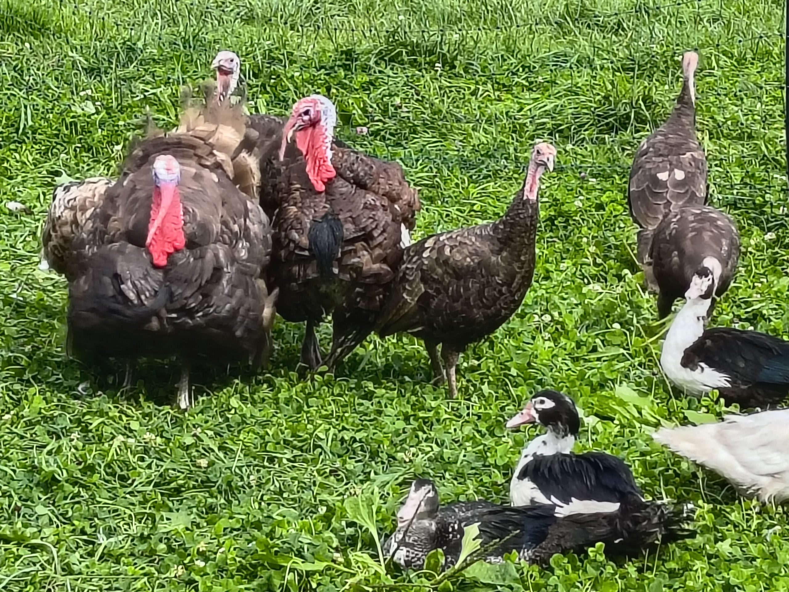 Turkey Heritage Pasture Raised