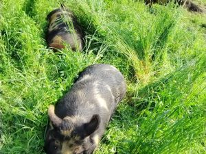 Deposit Heritage Pasture Raised Pork (balance of payment required at pickup)
