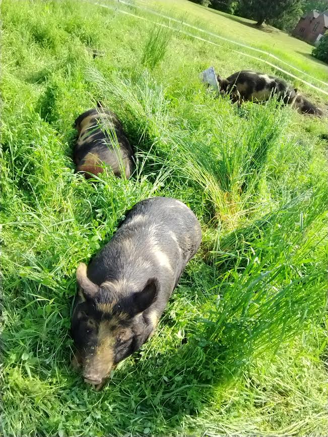 Deposit Heritage Pasture Raised Pork (balance of payment required at pickup)