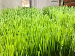 Organic Wheatgrass