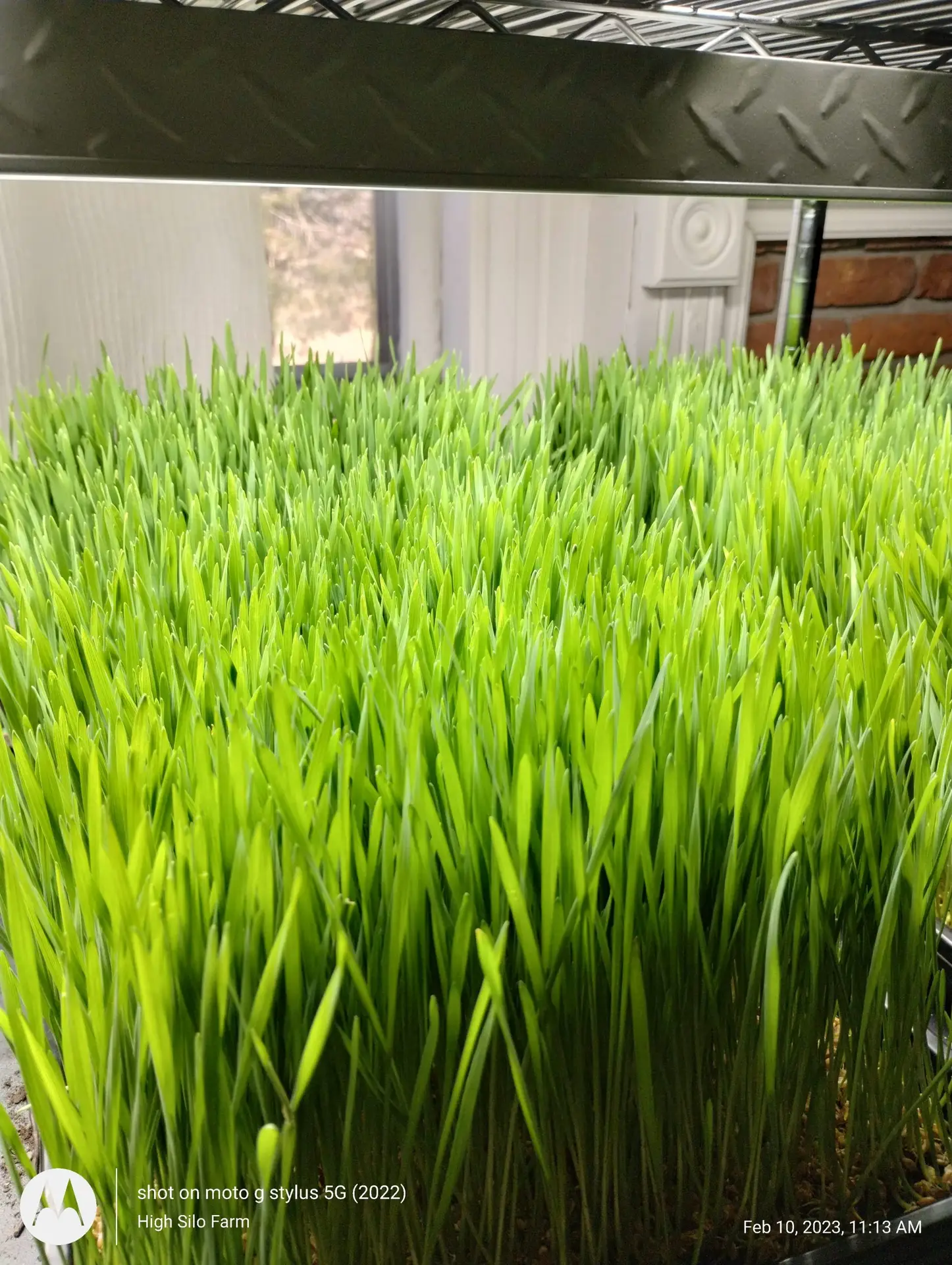 Organic Wheatgrass